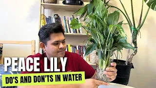 Do's and Don'ts of Peace Lily in Water | Peace Lily Care Tips in Water