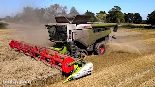 4Kᵁᴴᴰ Harvest 2023: Claas Lexion 8700 TT harvesting wheat with a New Holland T8020 on carting duty!