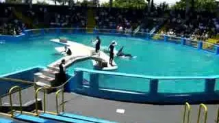 Killer Whale & Dolphin show in Florida