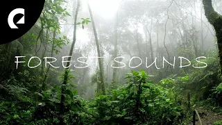 45 Minutes of Nature Forest Sounds - Birds, Insects, Crickets 🌳🐦🦗