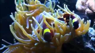 Морской аквариум 600 литров / Reef Tank 600l - встроенный