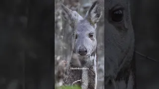 Secrets Behind the Mysterious Musk Deer Revealed #shorts