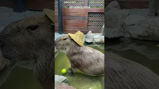 The Capybara | Adorable, Aquatic, and Extraordinary