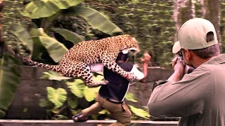 The most powerful leopard attacks against hunters are breathtaking scenes