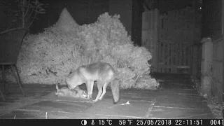 Fox Grooming Cub