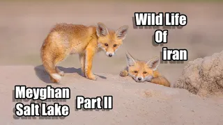 Iran Wildlife Part II