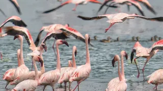 Lake Nakuru National Park | Kenya Series Episode 30