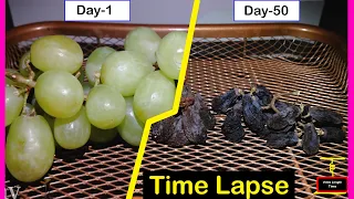 𝐓𝐢𝐦𝐞 𝐋𝐚𝐩𝐬𝐞 : Grapes ➡ Raisins