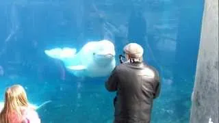 Dancing beluga!