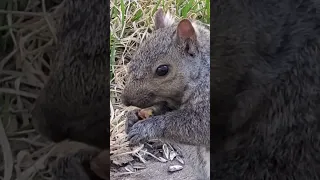 Starts with a #squirrel scuffle,  ends with a zoomy munch. #greysquirrels  #squirrelseating