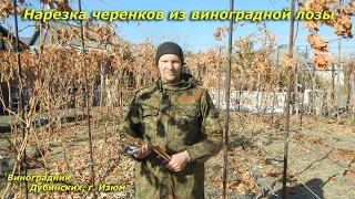 Нарезка черенков из виноградной лозы