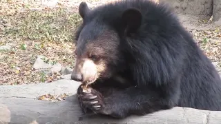 A black bear in fine mood