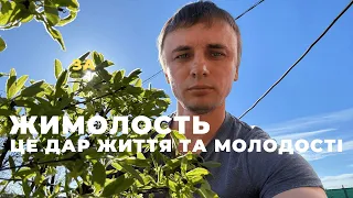 Жимолость. Все, що ви повинні знати!