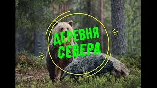Охота на медведя 2021 на овсах. выстрел по кабану на овсе