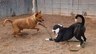 Dogs playing: Episode 64