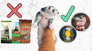 Ferret Diet | What You Need To Know Before Getting A Ferret Kit