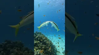 beautiful Fish are dancing underwater