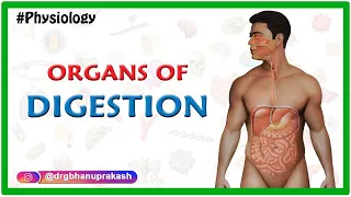 ORGANS OF DIGESTION - Animated Introduction to gastrointestinal physiology