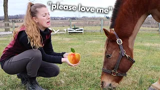 How To Build A Relationship With A Horse