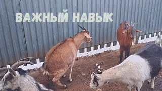 Сухой козовник