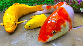 Stop Motion Funny Fish Cooking - Catfish, Colorful Koi and Skeleton cute Mukbang ASMR Video 4K