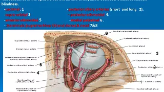 114  Branches of ophthalmic artery