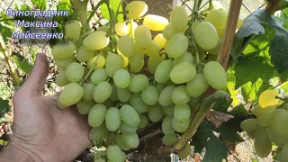 Низина и Ландыш старые проверенные формы винограда.
