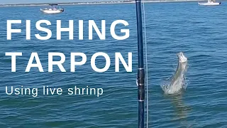 Tarpon fishing at Mayport with live shrimp on the MAKO CPX 19