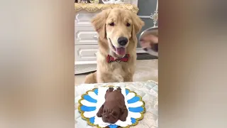Dog Reaction to Cutting Cake 🤣 - Funny Dog Cake Reaction Compilation | Pets House part 1