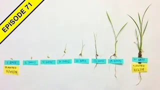 Our Rice Plants Growth Stages are Amazing!