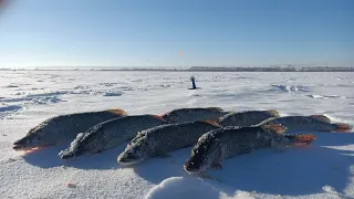 Я думал все....  Но к вечеру поперло!!! Зимняя рыбалка 2021! Щука, плотва, жерлицы!