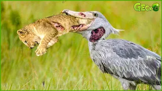 30 Ferocious Moments Of Hungry Birds Devouring Their Prey Mercilessly | Animal Fight