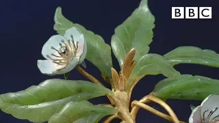 Magical Faberge flower valued at £1 million - Antiques Roadshow - BBC One