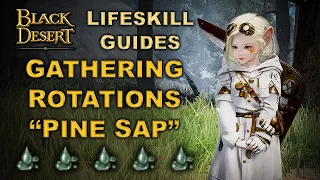 BDO | My "Pine Sap" Rotation - Lifeskill Quick Guide |