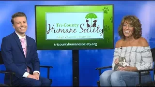 UTVS News Petsegment 9/25