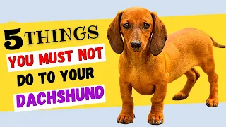 5 Things You Must NOT Do To Your Dachshund / All  DACHSHUND Owners Must Watch!