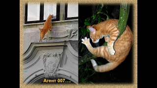 Агент 007 (плейлист "Кошки, белки и вороны", музыка "Chao bambino")