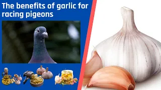 The benefits of garlic for racing pigeons 🇬🇧 ENGLISH VERSION 🇺🇸