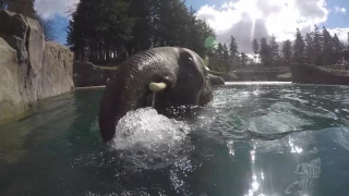 Asian elephant Samudra takes a swim