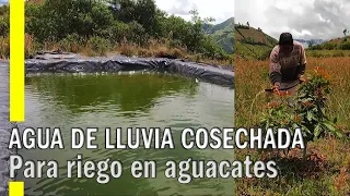 RIEGO DE AGUACATES - RESERVORIO LLENO CON AGUA DE LLUVIA