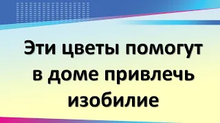 Посадите в доме эти комнатные растения и все исполнится. Цветы  на удачу и везение во всем