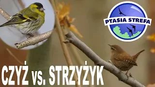 Czyż, czyżyk, strzyżyk