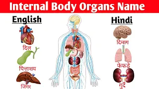 Internal Body Organs Name in Hindi &  English ll शरीर के ओर्गंस के नाम ll