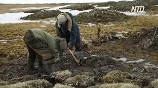 В Сибири на костях мамонта нашли зарубки древнего человека