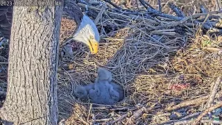 Dulles Greenway Eagle Cam 26.03.2023 07:57