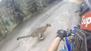 20 SCARY Mountain Lion Encounters Not To Watch AFTER 12:01 A.M.