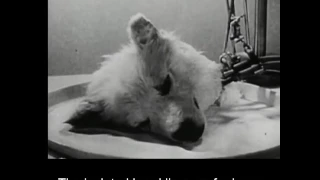 In 1940s, Russian scientists kept a dog’s head alive for a few hours. (Graphic)