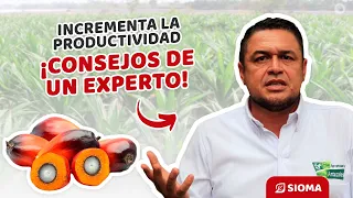 Conoce las claves para aumentar la productividad en palma de aceite y optimizar tus beneficios.