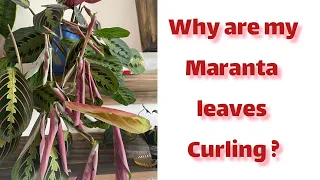 Why are my Maranta leaves curling ?