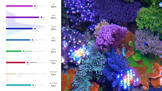 Aquarium LED Colors Explained